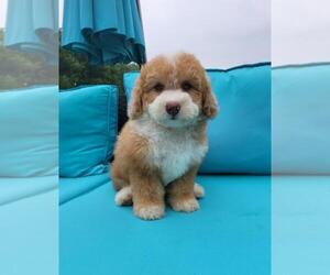 Miniature Bernedoodle Puppy for sale in FRANKLIN, IN, USA