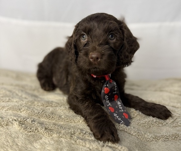 Medium Photo #4 Cocker Spaniel-Goldendoodle Mix Puppy For Sale in HINESVILLE, GA, USA