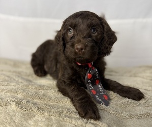 Medium Cocker Spaniel-Goldendoodle Mix