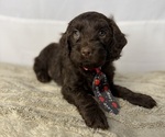 Puppy Red Collar Cocker Spaniel-Goldendoodle Mix