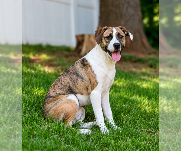 Medium Photo #22 Boxer-Unknown Mix Puppy For Sale in Mooresville, NC, USA
