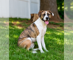 Small #21 Boxer Mix