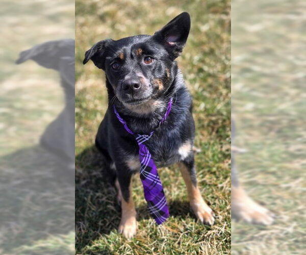 Medium Photo #1 Mutt Puppy For Sale in Ogden, UT, USA