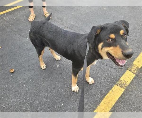 Medium Photo #1 Rottweiler Puppy For Sale in San Antonio, TX, USA