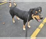Small Rottweiler
