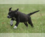 Small #4 Retriever  Mix