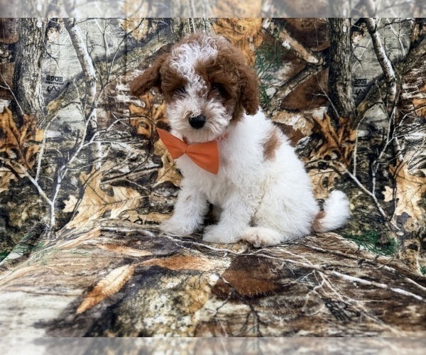 Medium Photo #4 Poodle (Miniature) Puppy For Sale in LAKELAND, FL, USA