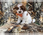 Small #3 Poodle (Miniature)