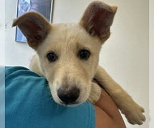 German Shepherd Dog Dogs for adoption in Salinas, CA, USA