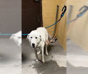 Great Pyrenees-Unknown Mix Dogs for adoption in Stockton, CA, USA