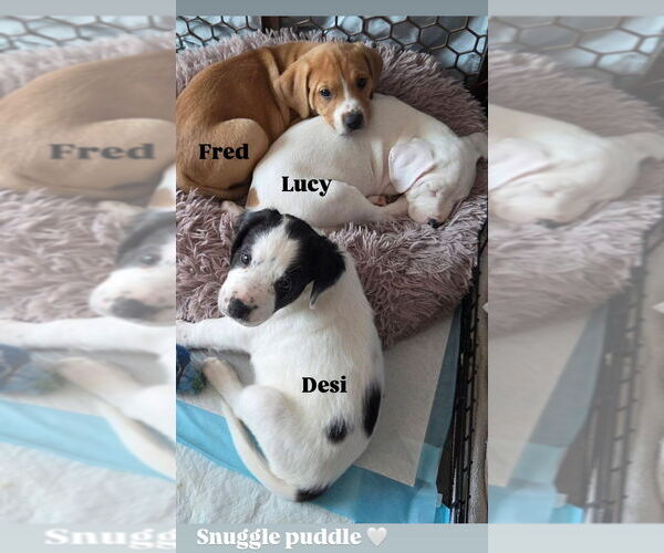 Medium Photo #3 Mutt Puppy For Sale in Wenonah, NJ, USA