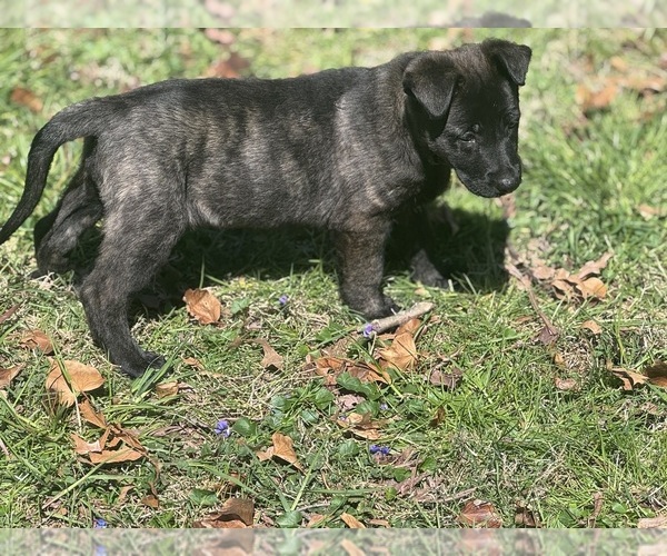 Medium Photo #3 German Malinois Puppy For Sale in WILMINGTON, DE, USA