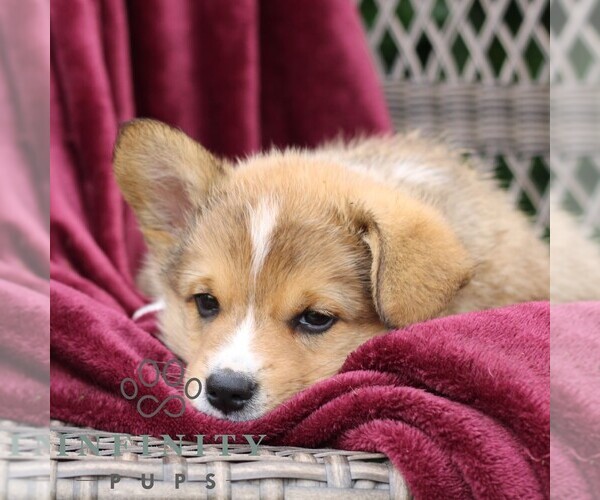 Medium Photo #3 Pembroke Welsh Corgi Puppy For Sale in LANDISBURG, PA, USA