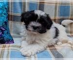 Image preview for Ad Listing. Nickname: DOMINO
