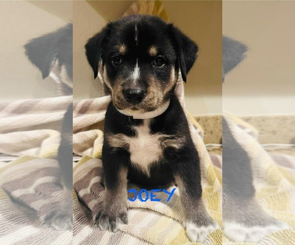 Medium Photo #1 Labrador Retriever-Unknown Mix Puppy For Sale in Mission Viejo, CA, USA