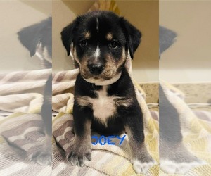 Labrador Retriever-Unknown Mix Dogs for adoption in Mission Viejo, CA, USA