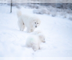 Small #16 Maremma Sheepdog
