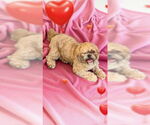 Small #18 Shih Tzu