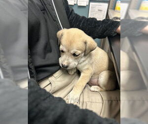 Black Mouth Cur-Unknown Mix Dogs for adoption in Oklahoma City, OK, USA