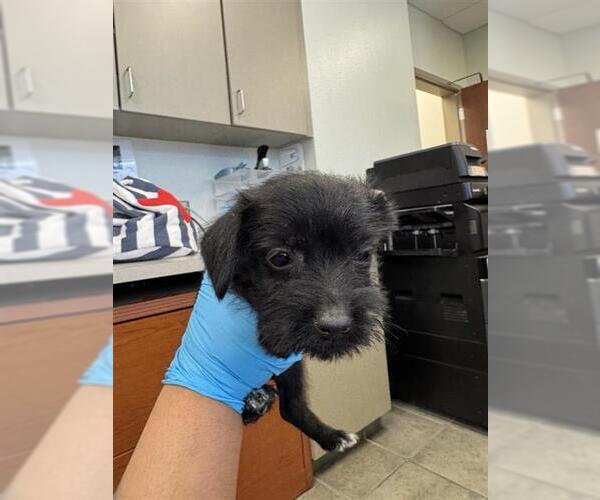 Medium Photo #1 Mutt Puppy For Sale in San Antonio, TX, USA