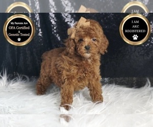 Medium Poodle (Toy)