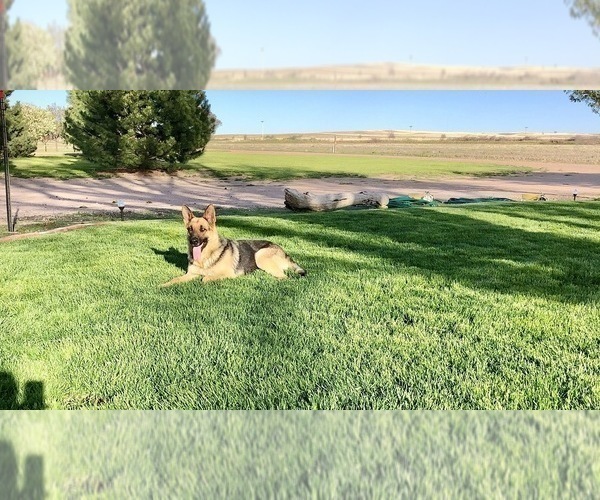 Medium Photo #47 German Shepherd Dog Puppy For Sale in BRIGHTON, CO, USA