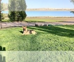 Small #46 German Shepherd Dog