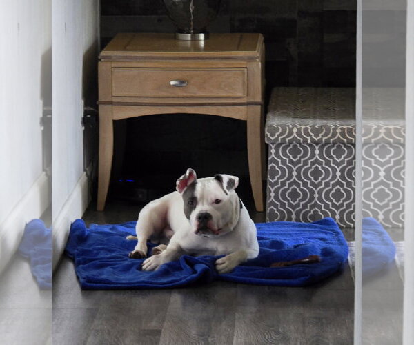 Medium Photo #13 Mutt Puppy For Sale in Crete, IL, USA