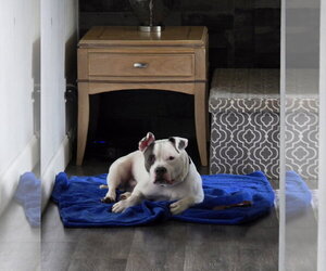 Corbin - Male Mutt Dog for Adoption - Photo #13
