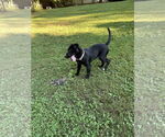 Small #5 American Pit Bull Terrier-Border Collie Mix