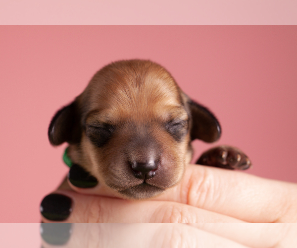 Medium Photo #57 Dachshund Puppy For Sale in CROWLEY, TX, USA