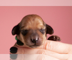 Small Photo #57 Dachshund Puppy For Sale in CROWLEY, TX, USA
