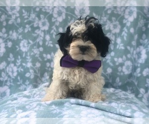 Maltipoo Puppy for sale in LAKELAND, FL, USA