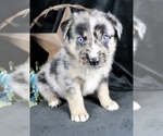Puppy Groucho Australian Shepherd-German Shepherd Dog Mix