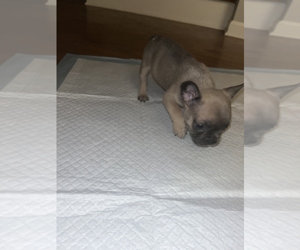 Medium Photo #9 French Bulldog Puppy For Sale in FAYETTEVILLE, NC, USA