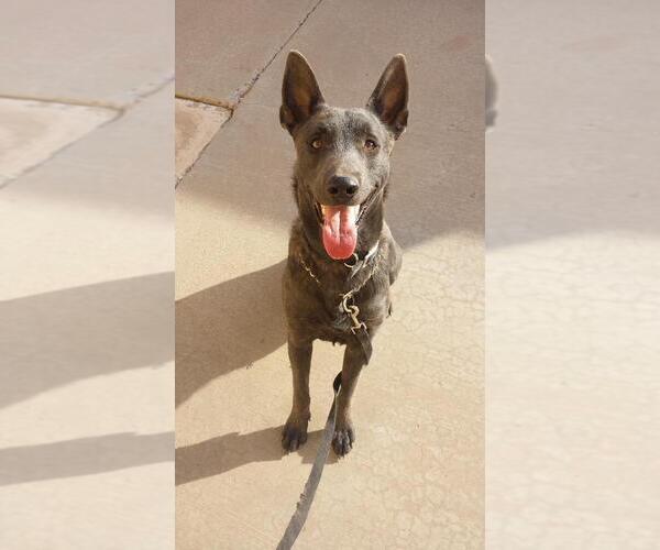 Medium Photo #1 Dutch Shepherd Dog Puppy For Sale in TUCSON, AZ, USA