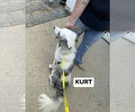 Small #3 Australian Shepherd