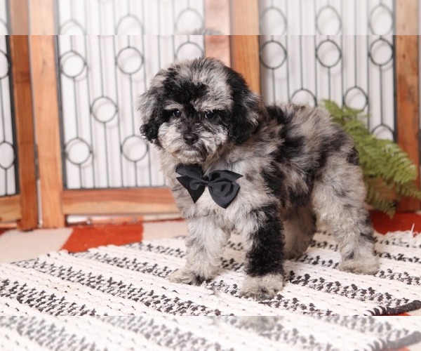 Medium Photo #2 Poochon Puppy For Sale in NAPLES, FL, USA