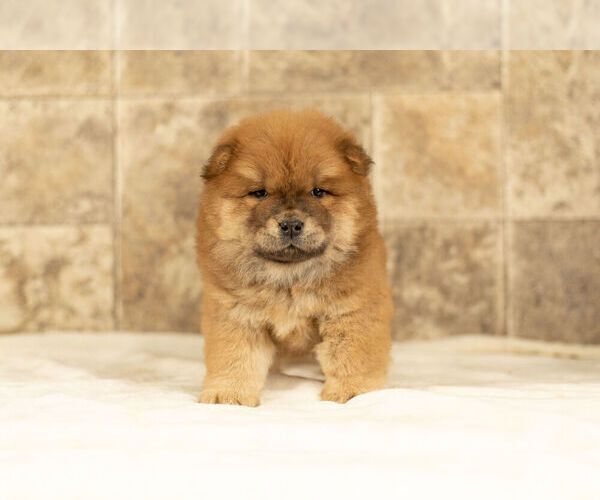 Medium Photo #5 Chow Chow Puppy For Sale in NAPPANEE, IN, USA
