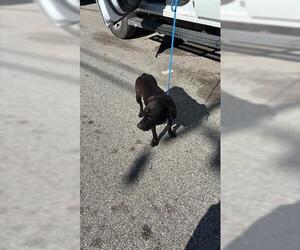 Labrador Retriever-Unknown Mix Dogs for adoption in Houston, TX, USA