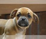 Small Photo #3 Jug Puppy For Sale in ORRVILLE, OH, USA
