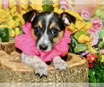 Small #3 Jack Russell Terrier