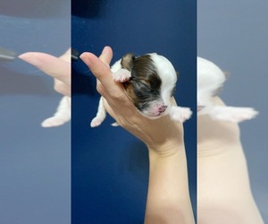 Papillon Puppy for sale in GULF BREEZE, FL, USA