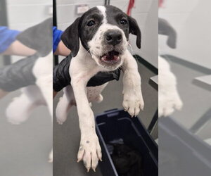 Labrador Retriever-Unknown Mix Dogs for adoption in Corpus Christi, TX, USA