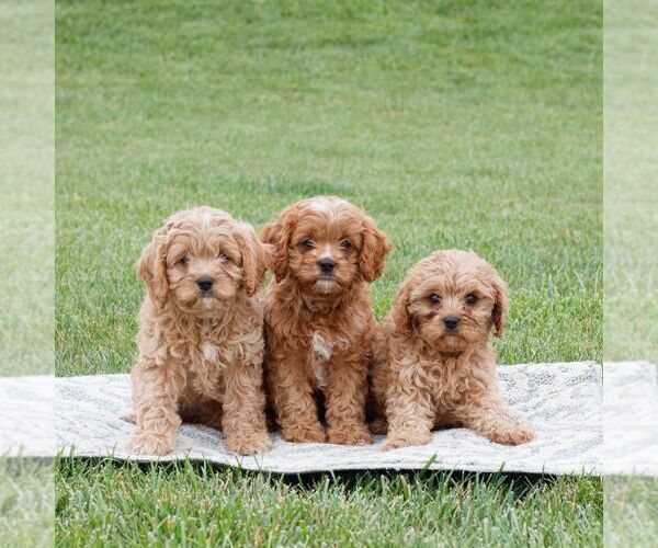 Medium Photo #2 Cavapoo Puppy For Sale in NARVON, PA, USA