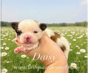 Mal-Shi Puppy for sale in WINNSBORO, LA, USA