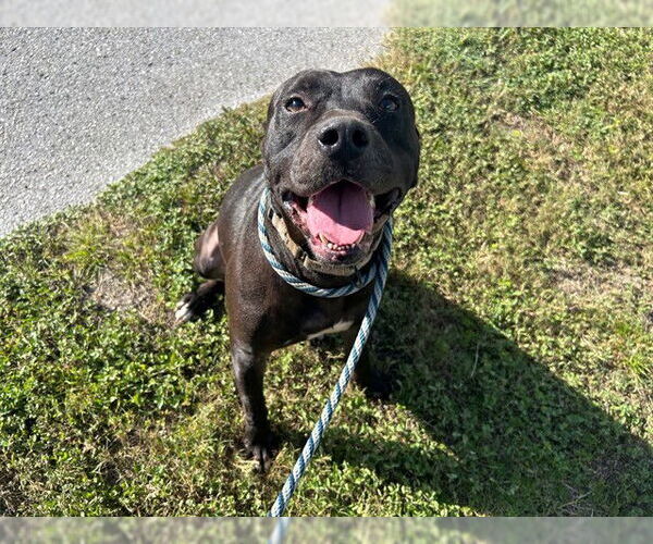 Medium Photo #2 American Pit Bull Terrier Puppy For Sale in Ocala, FL, USA
