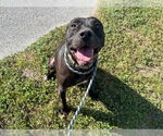 Small #1 American Pit Bull Terrier