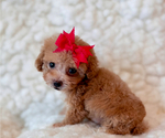 Small #3 Poodle (Toy)
