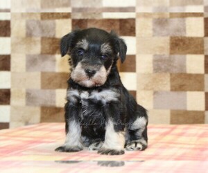 Schnauzer (Miniature) Puppy for Sale in DENVER, Pennsylvania USA